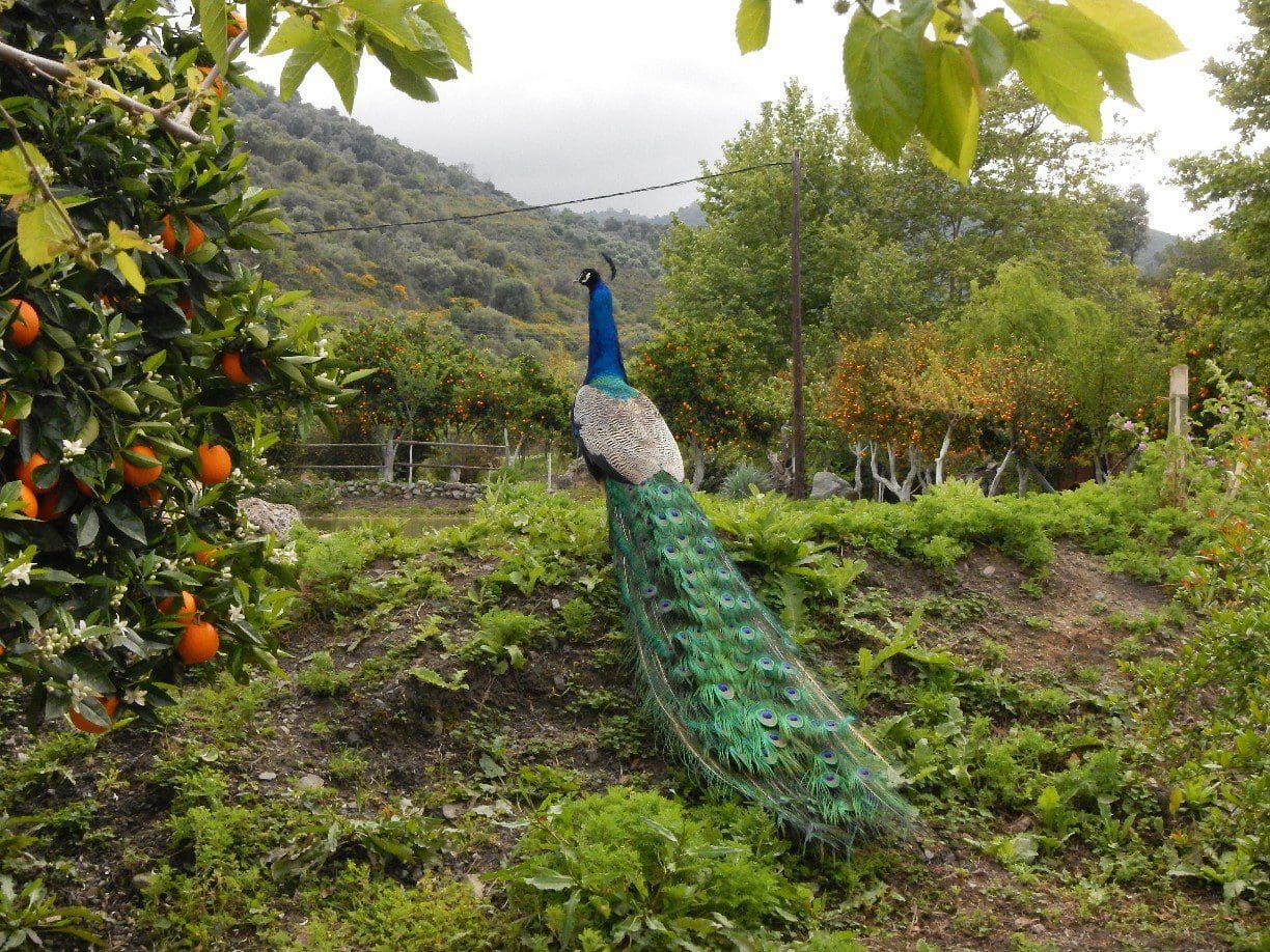Peacock standing in a lush garden with orange trees and green hills in the background.